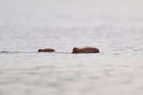 Two Capybara mother and young swimming in the water, the atmosphere is calm and peaceful, Capybara,