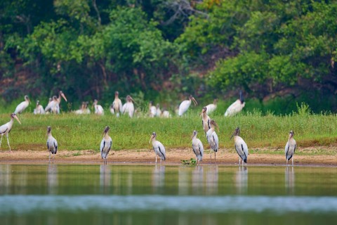 A group of storks stands on the bank of a body of water against a green background, Wood Stork