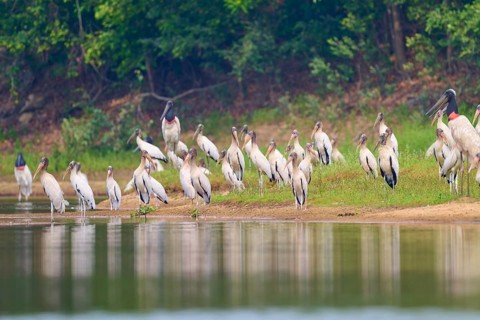Storks gather at the edge of a body of water in a tranquil landscape, Wood Stork (Mycteria