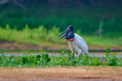 A bird sitting upright on green grass at the edge of a body of water, Jabiru (Jabiru mycteria), Rio