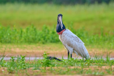 A bird with a black neck sits on a green meadow by a watercourse, Jabiru (Jabiru mycteria), Rio