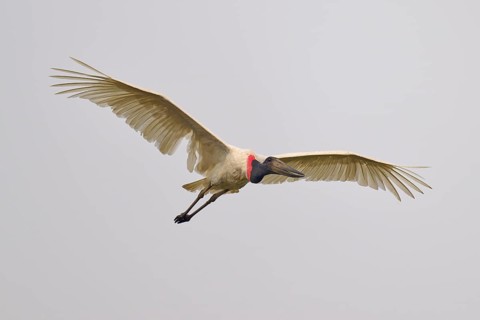 A large bird with outstretched wings flies in the grey sky, Jabiru (Jabiru mycteria), Rio Negro,