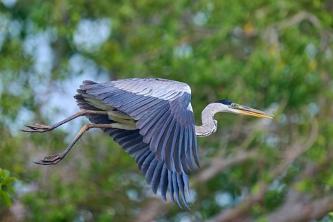 Heron soaring through the air, framed by lively greenery, Cocoi Heron (Ardea cocoi), Rio Negro,