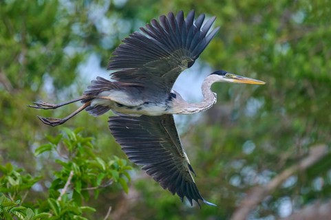 Hovering heron in impressive pose over green foliage, Cocoi heron (Ardea cocoi), Rio Negro,