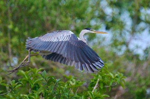 A heron flies gently over the green leaves of the forest, Cocoi Heron (Ardea cocoi), Rio Negro,