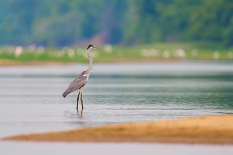 Heron standing in still water, surrounded by natural beauty, Cocoi Heron (Ardea cocoi), Rio Negro,