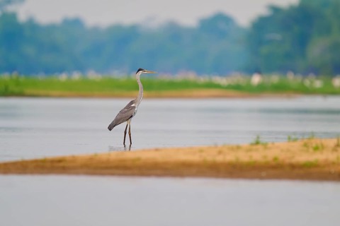 Heron standing peacefully on the shore of a calm body of water, Cocoi Heron (Ardea cocoi), Rio