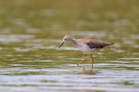 A bird stands in shallow water surrounded by a natural environment, Solitary sandpiper (Tringa