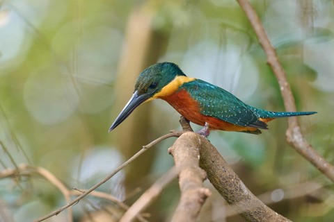 A kingfisher on a branch with a blurred green background in the forest, Red-breasted Kingfisher