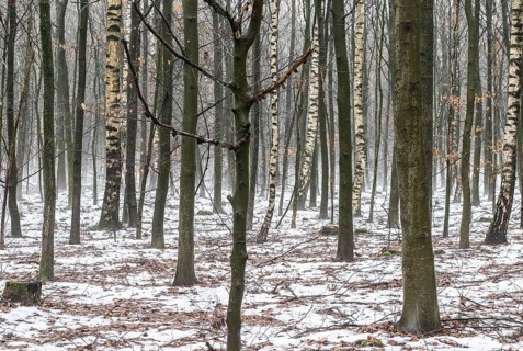 Beech forest (Fagus sylvatica) in the fog, Emsland, Lower Saxony, Germany