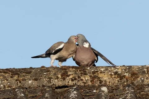 Wood pigeon (Columba palumbus) adult garden bird feeding a juvenile baby squab bird on a house roof
