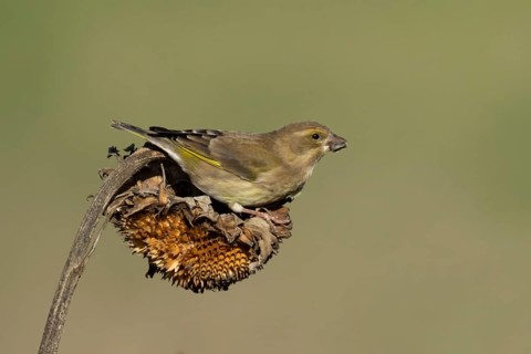 Eurasian greenfinch (Chloris chloris) adult garden bird feeding on sunflower seedhead seeds in