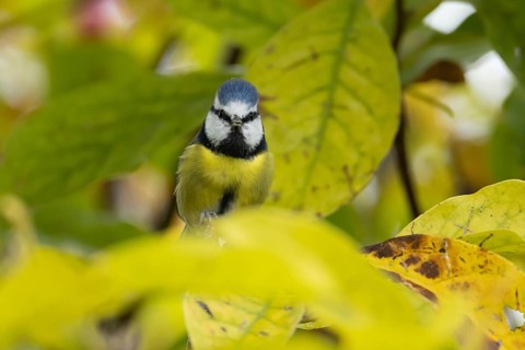 Blue tit (Cyanistes caeruleus) adult garden bird on a magnolia tree branch with autumn colour