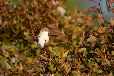 Lesser whitethroat (Curruca curruca) adult bird on a garden shrub with red autumn colour leaves,