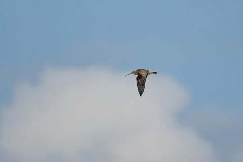 Eurasian curlew (Numenius arquata) adult wader bird flying in summer, England, United Kingdom