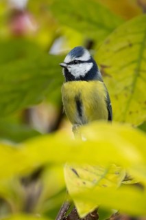 Blue tit (Cyanistes caeruleus) adult garden bird on a magnolia tree branch with autumn colour