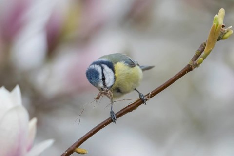 Blue tit (Cyanistes caeruleus) adult garden bird on a magnolia tree branch with spring blossom with