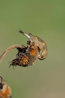 Eurasian greenfinch (Chloris chloris) adult garden bird feeding on sunflower seedhead seeds in