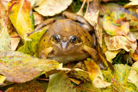 Common frog (Rana temporaria) adult amphibian on fallen autumn leaves in a garden, England, United