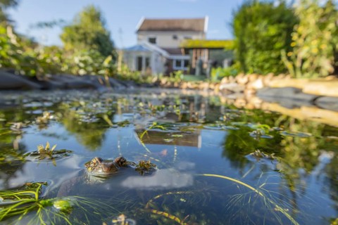Common frog (Rana temporaria) adult amphibian on the water surface of a garden pond amongst pond