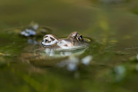 Common frog (Rana temporaria) adult amphibian on the water surface of a pond, England, United