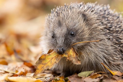 European hedgehog (Erinaceus europaeus) adult animal on fallen autumn leaves in a garden carrying a