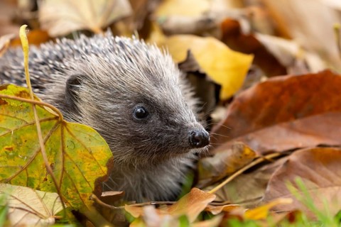 European hedgehog (Erinaceus europaeus) adult animal on a pile of fallen autumn leaves in a garden,