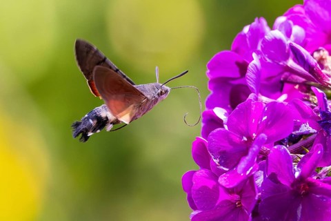 Pigeon tail (Macroglossum stellatarum), close-up, flying and hovering with long, unfurled proboscis