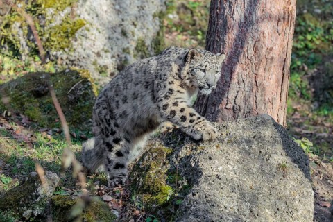 A snow leopard (Panthera uncia) stalks its siblings between rocks and trees in hilly terrain on a