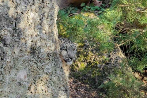 Perfect camouflage. A snow leopard (Panthera uncia) sits next to a rock in hilly terrain, blending