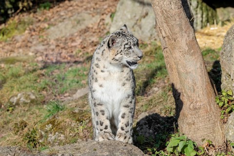A snow leopard (Panthera uncia) sits in bright sunlight on a rock next to a tree in hilly terrain.