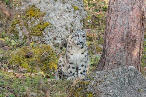 A snow leopard (Panthera uncia) sits on a sunny day between rocks next to a tree on hilly terrain,