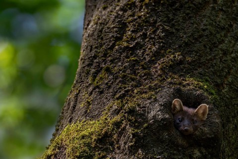 A young pine marten (Martes martes) looks curiously out of a tree hollow, animal children, cute,