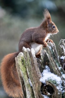 Squirrel (Sciurus vulgaris), Emsland, Lower Saxony, Germany