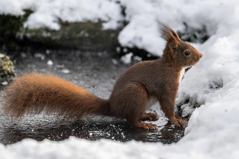 Squirrel (Sciurus vulgaris), Emsland, Lower Saxony, Germany