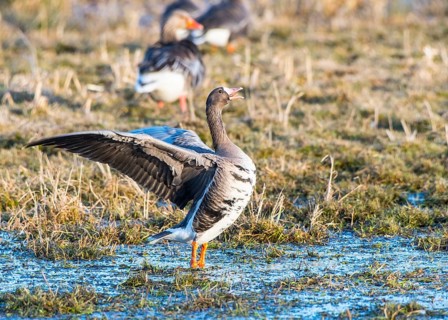 White-fronted goose (Anser albifrons) with spread wings on a wet meadow with other birds, Dümmer