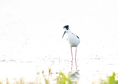 A black-winged Black-winged Stilt (Himantopus himantopus) walks elegantly in the water, its