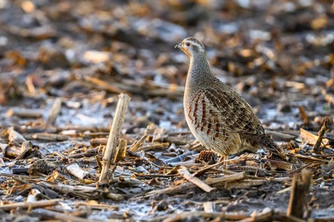 A grey partridge (Perdix perdix) stands on a ground covered with maize stubble in the cold season,