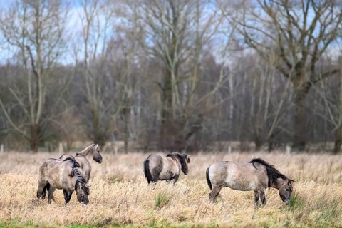 A group of wild horses Koniks graze in a meadow in an autumnal setting, Dümmer nature park Park,