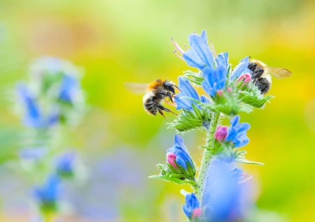 Common viper's bugloss (Echium vulgare) with garden bumblebee (Bombus hortorum) flying, collecting,