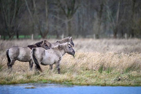 Konik's wild horses stand near a watercourse surrounded by winter grasses, Dümmer nature park Park,