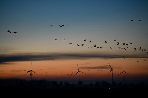 Silhouettes of wind turbines and birds against an evening sky, Dümmer nature park Park, Lower