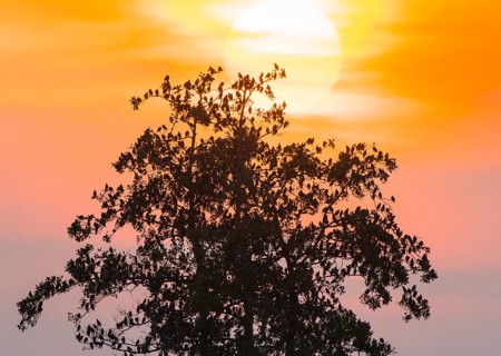 A flock of starlings (Sturnus vulgaris) sits on a tree silhouette in front of a bright sunset with