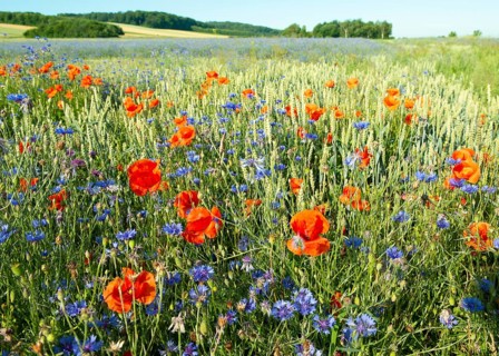 Colourful flower meadow with red poppy flowers (Papaver rhoeas) and blue cornflowers (Centaurea
