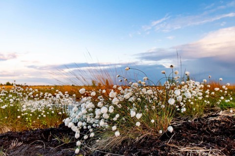 White cotton grass (Eriophorum angustifolium) fruits glowing under a blue sky on a vast moor,