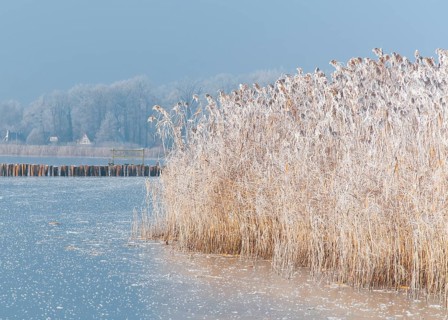 Frozen reeds on a body of water with frosty blue background at Dümmer See, Dümmer nature park Park,