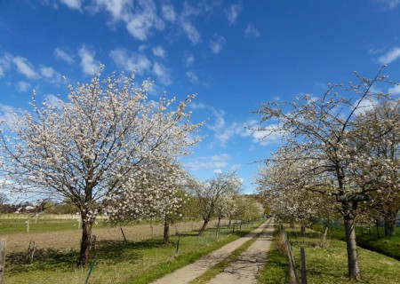 A path leads through an avenue full of blooming cherry trees under a clear sky, Billeniederung,