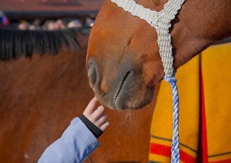 Close-up of a child's hand gently touching the nose of a horse (Equus caballus) Holsteiner calf,