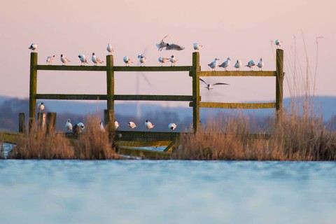Black-headed gulls (Larus ridibundus) sitting on poles on the water under a pink sky, gentle