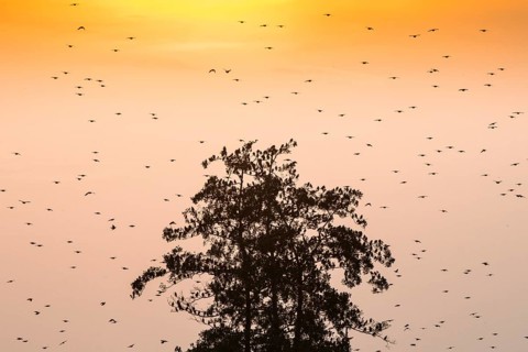A flock of starlings (Sturnus vulgaris) sits on a tree silhouette in front of a bright sunset with